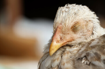 Cute hen taking a nap with eyes closed in indian streets with bokeh background.Closeup of animal sleeping in streets.Domestic chicken grown taken care by indian poultry farmers.Bird sleeping image.