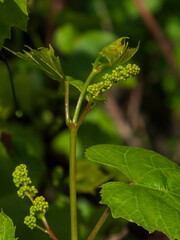 Young Grape Vine Blossoms