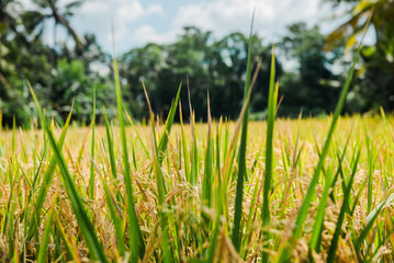 Golden Rice Paddy Field in Tropical Paradise Close-up View of Ripe Rice Plants