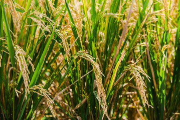 Golden Rice Paddy Field Close-Up View of Ripe Rice Plants