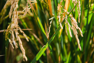 Golden Rice Paddy Field Close-up of Ripe Rice Grains and Lush Green Stalks