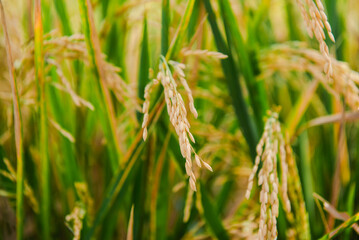 Golden Rice Field Close-Up of Ripe Rice Grains