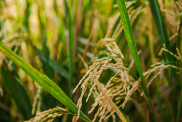 Golden Rice Paddy Field Close-Up View of Ripe Rice Grains
