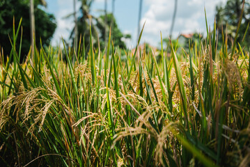 Golden Rice Paddies in Tropical Paradise A Close-Up View of Nature's Bounty
