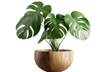 A monstera deliciosa plant in a round wooden pot with a black background and bright green leaves on transparent background