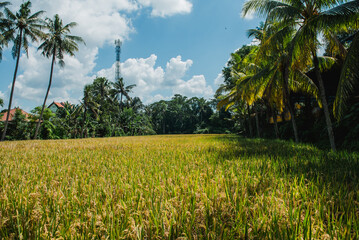 Golden Rice Paddy Field in Tropical Paradise Lush Greenery and Palm Trees