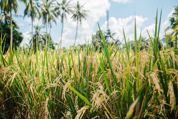 Golden Rice Paddies Under a Sunny Sky in Tropical Paradise