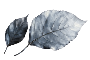 Two silver colored leaves with detailed veins isolated against a stark black background in a studio shot on transparent background