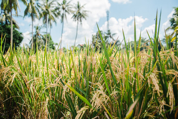 Golden Rice Paddies Under Tropical Sky Bali's Lush Rice Fields