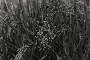 Monotone Rice Paddy Field Close-Up Texture of Rice Plants