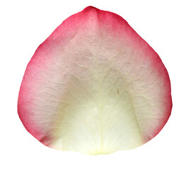 White and reddish Rose Petal isolated on transparent background