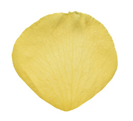 Yellow Rose Petal isolated on transparent background