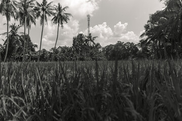 Monochrome Landscape Rice Paddy Field with Palm Trees and Distant Tower