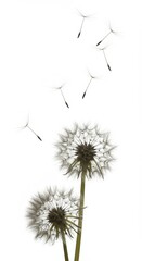 Obraz premium Delicate Dandelions Seeds Floating in the Air on White Background: A Breathtaking Closeup
