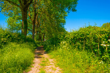 Obraz premium Fields and trees in a green rolling landscape in sunlight in springtime, Voeren, Limburg, Flanders, Belgium, May 17, 2025