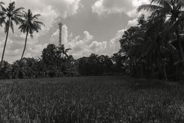 Monochrome Landscape Rice Paddy Field with Palm Trees and Distant Tower