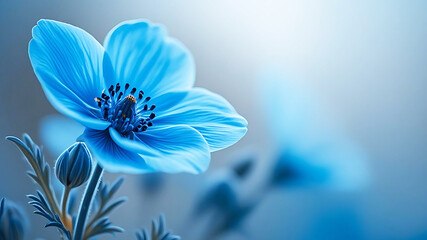 Fototapeta premium Closeup of a single vibrant blue flower blossom