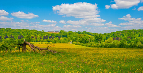Fototapeta premium Yellow wildflowers in a green rolling landscape in bright sunlight in springtime, Voeren, Limburg, Flanders, Belgium, May 17, 2025
