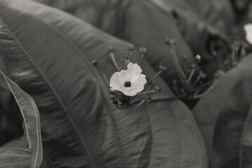 Monochrome Close-up of a Delicate Flower Blossom Amidst Lush Foliage