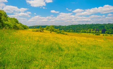 Obraz premium Yellow wildflowers in a green rolling landscape in bright sunlight in springtime, Voeren, Limburg, Flanders, Belgium, May 17, 2025