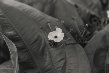 Monochrome Close-up of Delicate Flower Blossom Amidst Large Leaves