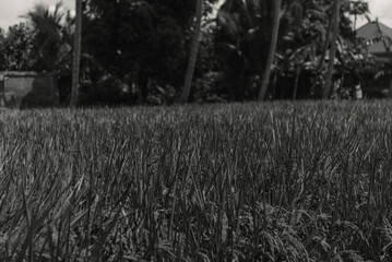Monochromatic Rice Paddy Field Landscape in Southeast Asia Serene Nature Photography