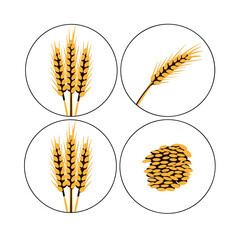 Wheat Variety: A visual exploration of wheat, showcasing various aspects of the grain, with detailed views.