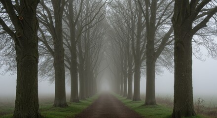 Fototapeta premium Misty Morning Walk: A Serene Path Through a Foggy Tree-Lined Road