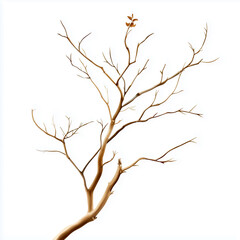 Obraz premium A solitary tree branch with sparse leaves, symbolizing resilience and minimalism against a white background.