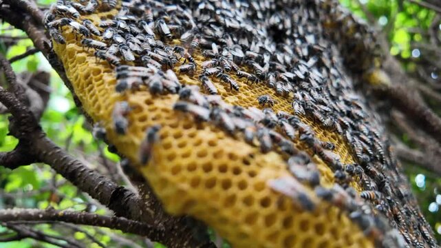Honeycomb on tree in the garden.