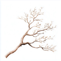 Fototapeta premium A minimalist depiction of a bare tree branch, showcasing intricate details against a white background.