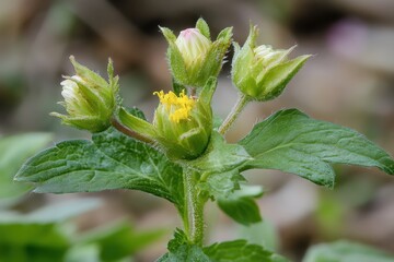Closed buds and a single blooming flower show bright yellow petals. Use to highlight themes of growth, potential, or delicate natural beauty.
