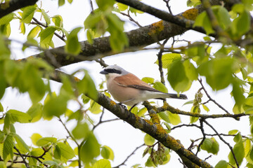 Red-Backed Shrike (Lanius collurio) perched on branch.