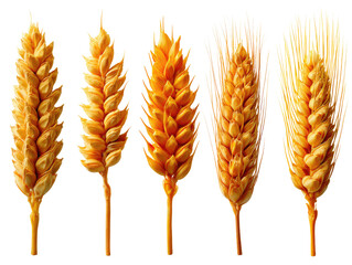 Golden Harvest: An eye-level studio shot showcases a series of golden wheat stalks in perfect condition, with exceptional clarity and detail. The vibrant golden color of the wheat.