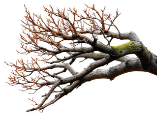 Bare Branch Silhouette: A close-up perspective of a bare tree branch with intricate details, against the backdrop of a bright, cloudless sky.