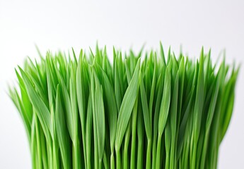 Fresh green grass blades collected in a bundle on white background