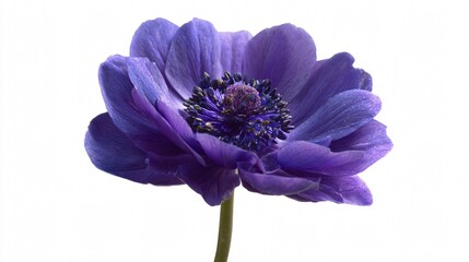Vibrant Dark Purple Anemone Flower Isolated on White Background