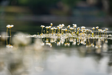 Białe kwiaty na wiodzie, jaskier wodny, tło natury.  © Elżbieta Kaps