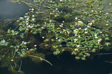 Białe kwiaty na wiodzie, jaskier wodny, tło natury.  © Elżbieta Kaps