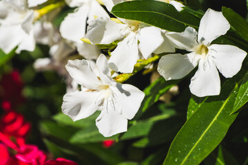 Elegant white Oleander flowers highlighted by natural sunlight.