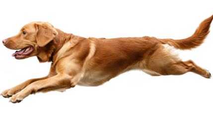 Golden Retriever Running Isolated on PNG Transparent Background, Pet Action