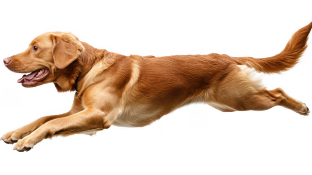Golden Retriever Running Isolated on PNG Transparent Background, Pet Action