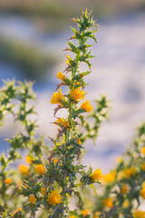 Tall flowering stem of Scolymus hispanicus growing in the wild.