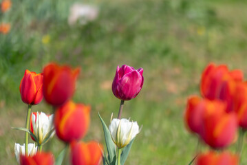 美しい春のバラ　滋賀県草津市ai彩広場