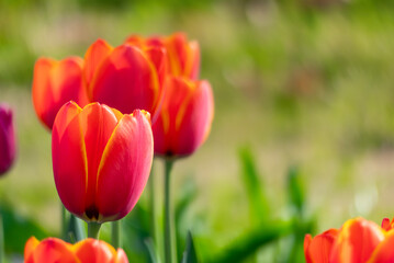 美しい春のバラ　滋賀県草津市ai彩広場