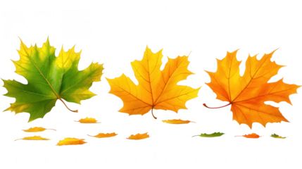 Colorful Maple Leaves in PNG transparent background for Autumn Designs