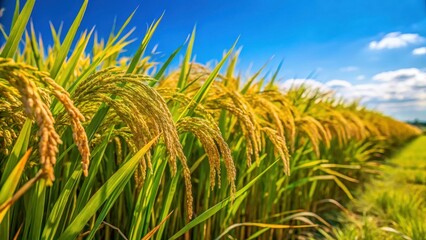 Rows of mature rice plants swaying gently in the wind on a sunny day with lush green foliage and a blue sky, season, nature