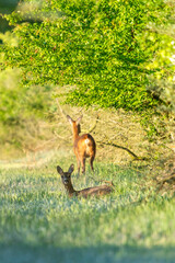 Zwei Rehe im Wald