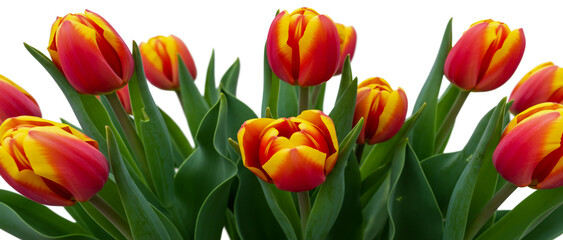 Obraz premium Vibrant red and yellow tulips spring bouquet