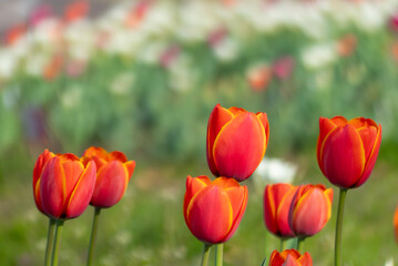 Obraz premium 美しい春のバラ 滋賀県草津市ai彩広場